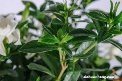 怎么让栀子花长花蕾，有花蕾后怎么养