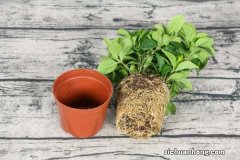 怎么让栀子花爆盆，多结花苞