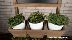 薄荷叶的功效与作用，薄荷叶泡水的功效