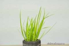 菖蒲功效与作用