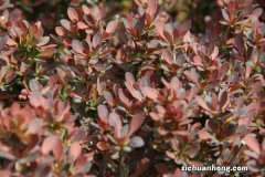 紫叶小檗的药用功效