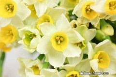 水仙花倒伏怎么办