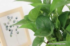 绿萝叶子发黑是什么原因，怎么补救