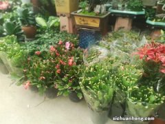 蟹爪兰夏天能扦插吗