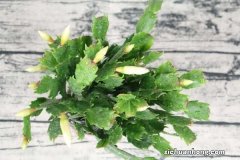 蟹爪兰夏季怎么养