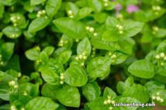 茉莉叶子卷曲怎么办