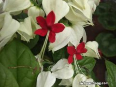 龙吐珠种子怎么繁殖