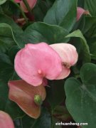 红掌适合放在哪里