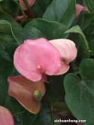 红掌怎么养才能更旺盛