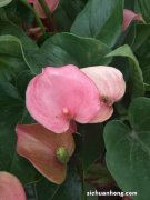 红掌怎么水培养殖