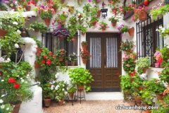 蓝铃花的种植方法