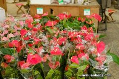 红掌一年能开几次花