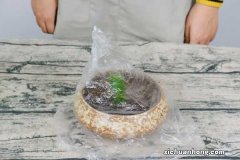 怎样使蟹爪兰叶子变厚