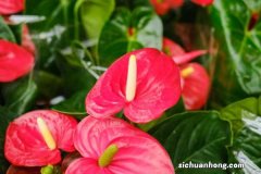 红掌可以用淘米水浇吗