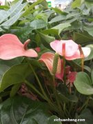 红掌开花小是什么原因