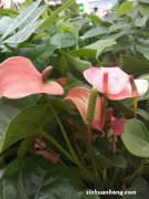 红掌不开花是什么原因