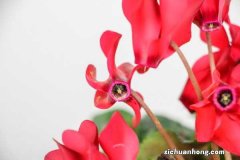 仙客来休眠期怎样养殖