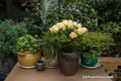 覆盆子和树莓的区别