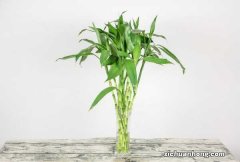 富贵竹施肥用什么肥料