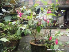 倒挂金钟怎么修剪