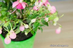 倒挂金钟怎么繁殖