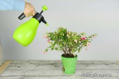 倒挂金钟叶子蔫怎么办