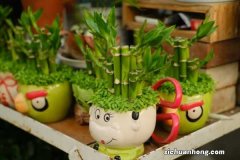 富贵竹怎么水养才旺盛