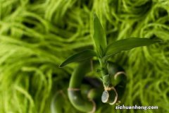 富贵竹怎么水养