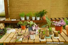 花卉常见病害的主要防治措施