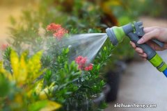 橘子皮怎么养花