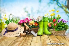 梅雨季节养花要点