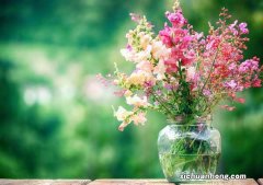 鲜切花养护视频：鲜切花的养护方法