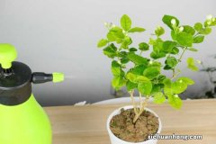 茉莉花的开花规律