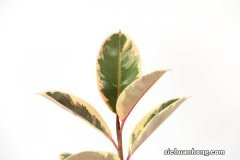 橡皮树怎么浇水