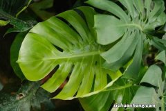 20米高的龟背竹大王， 把邻居的墙都爬满了，他用了啥猛料？