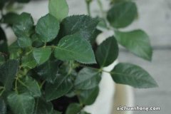 开花再美的月季,一到夏天,简直不忍直视