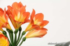 君子兰怎么修剪