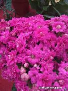 长寿花怎么换盆